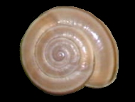 Tabella Chilostoma cingulatum (studer, 1820 )